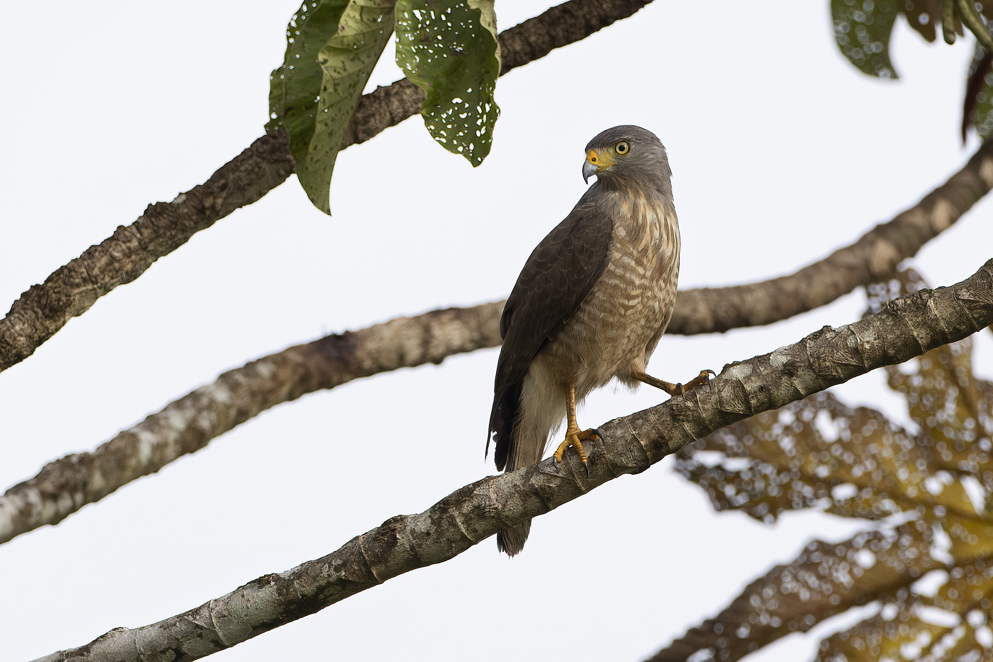 Roadside Hawk